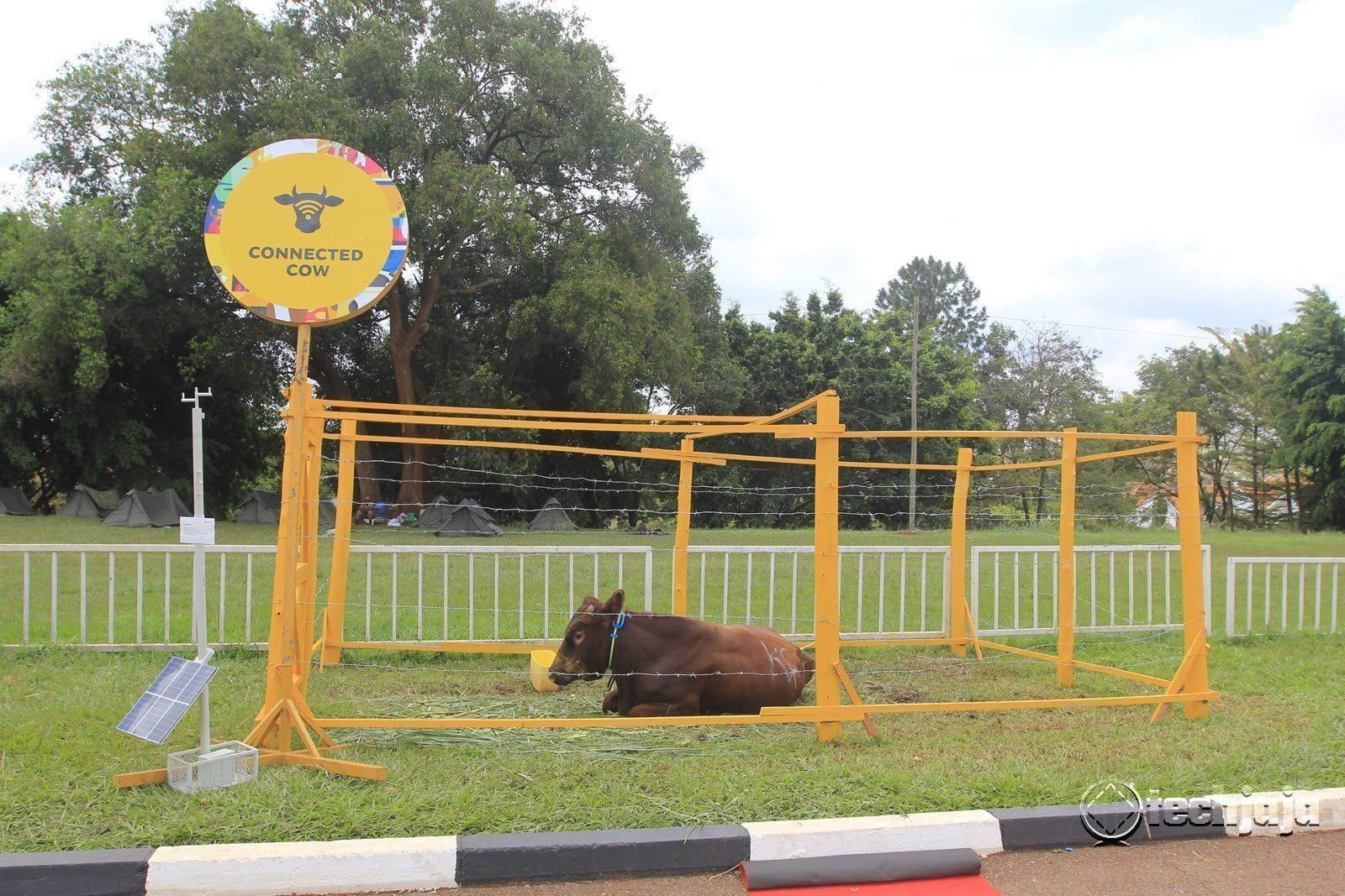 mtn expo connected cow