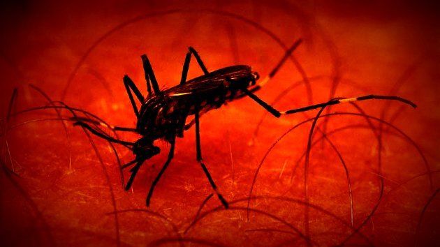 Scientists alter mosquito’s ability to smell, rendering them  “blind” to human scent