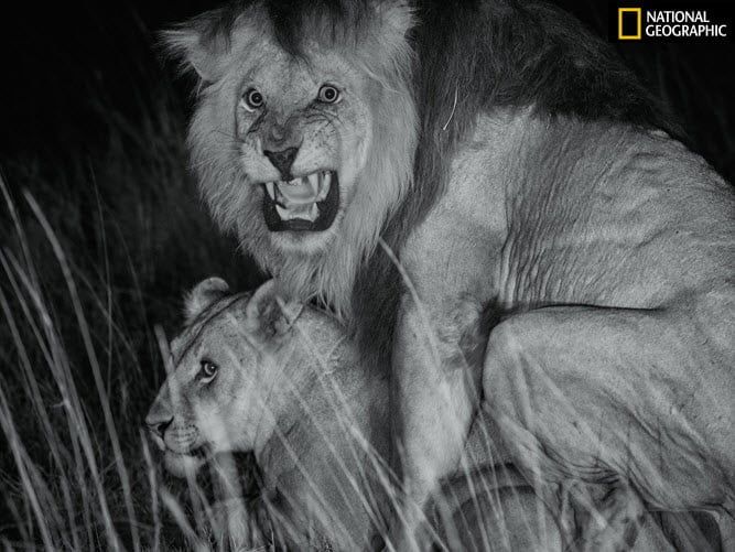 NatGeo to capture sensational images of African lions with robots and drones