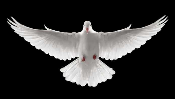 dove-story